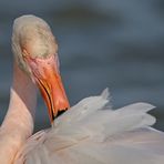 Flamant rose