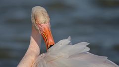 Flamant rose