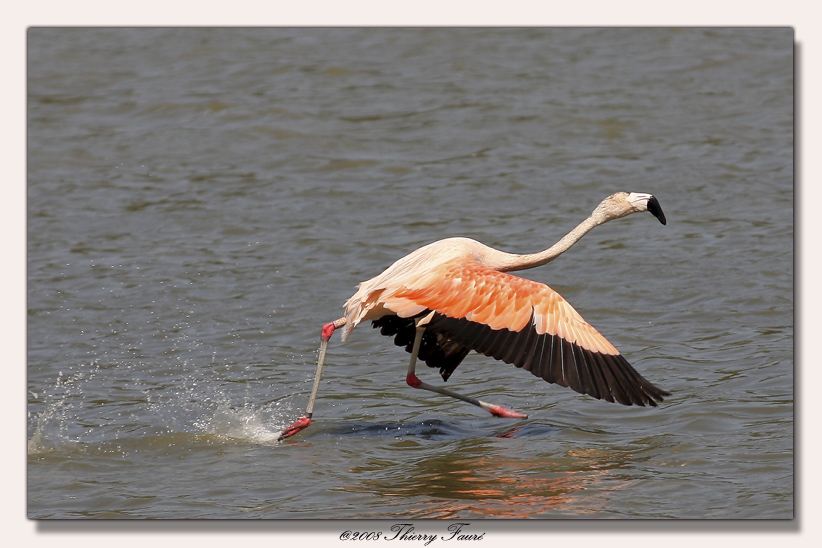 Flamant rose