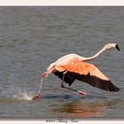 Flamant rose