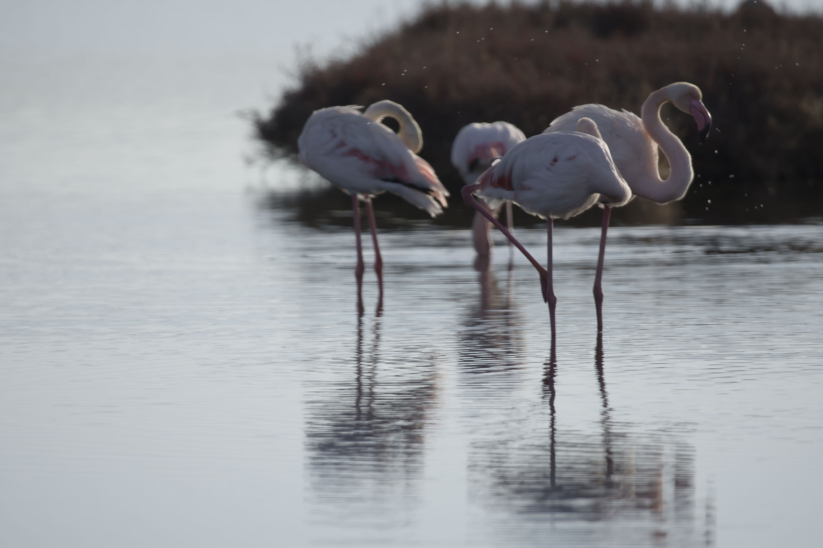 flamant rose