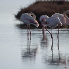 flamant rose