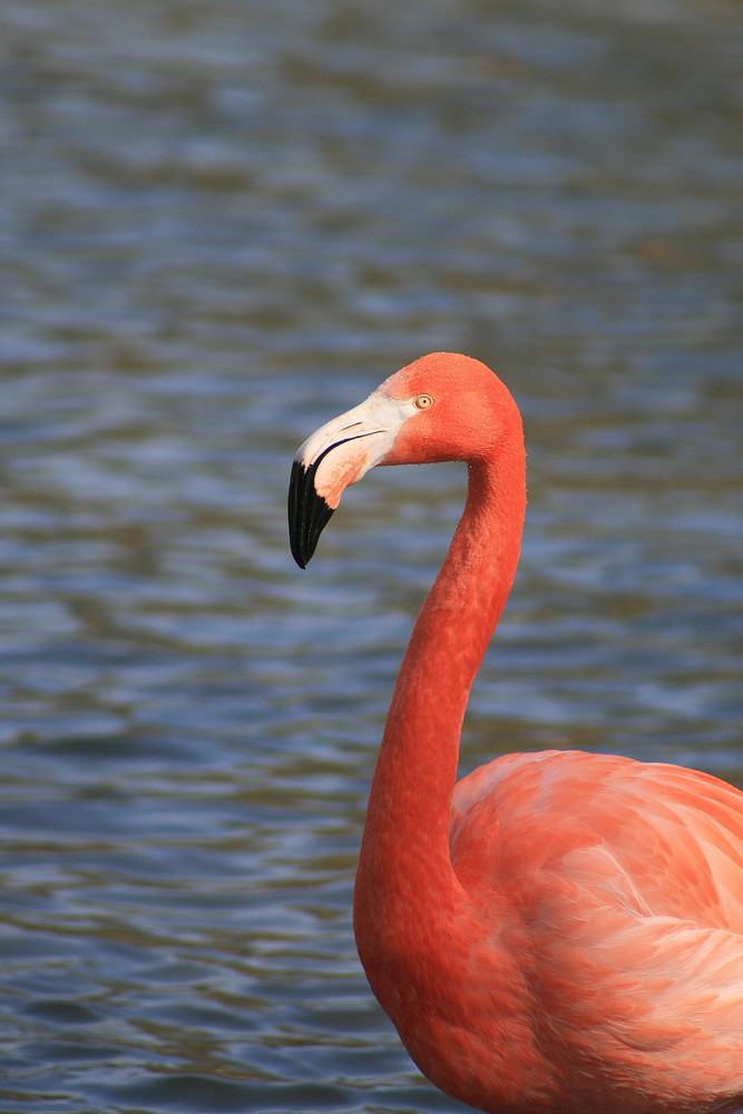 flamant rose