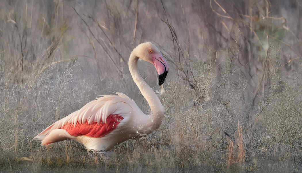 Flamant rose