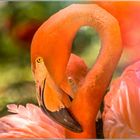 Flamant rose