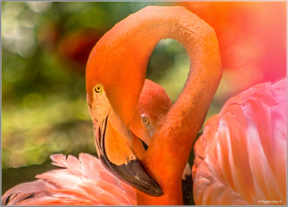 Flamant rose