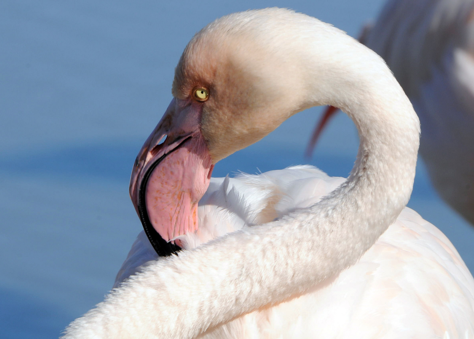 Flamant rose