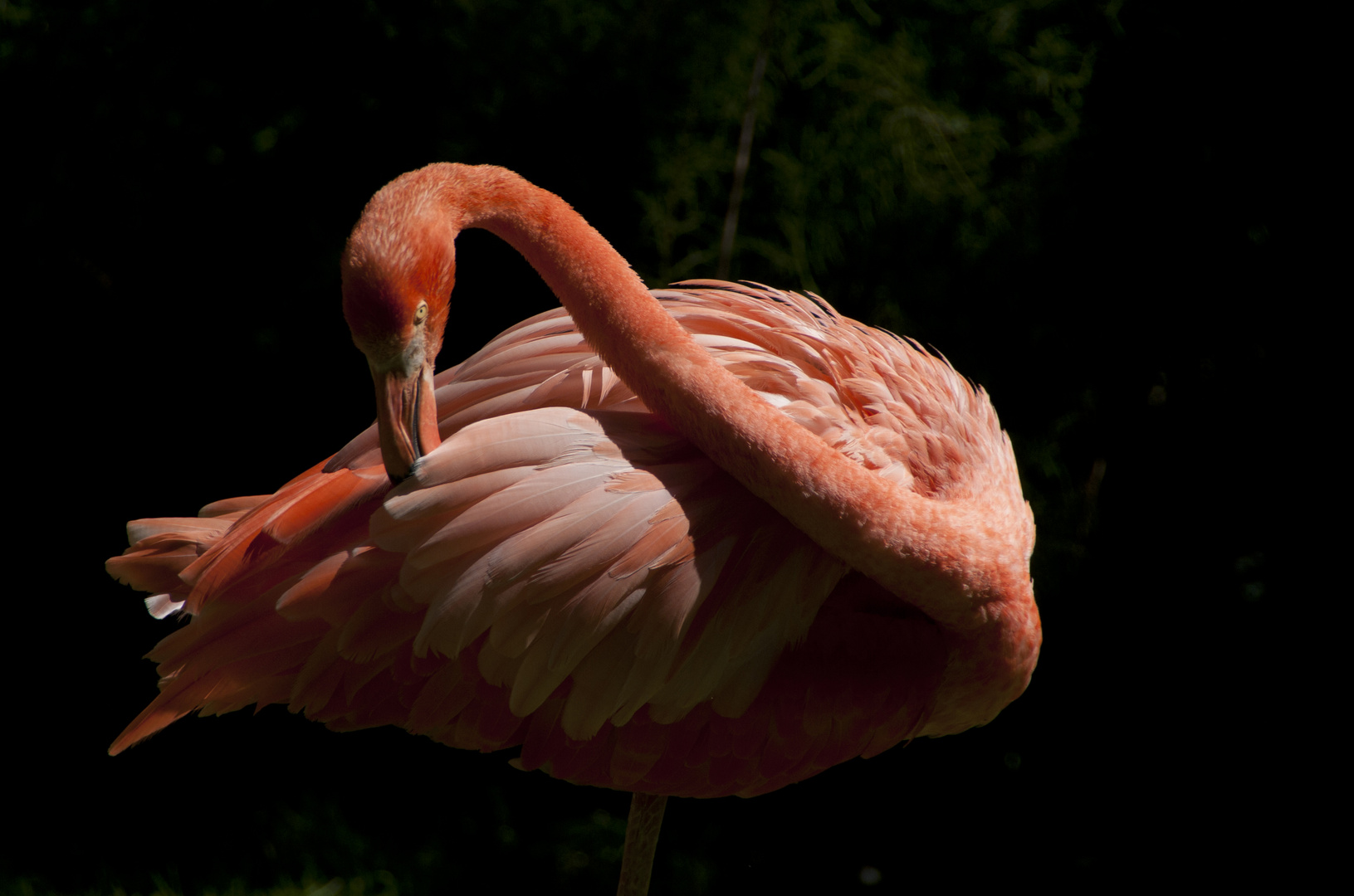 Flamant rose