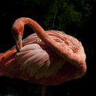 Flamant rose