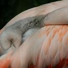 Flamant rose