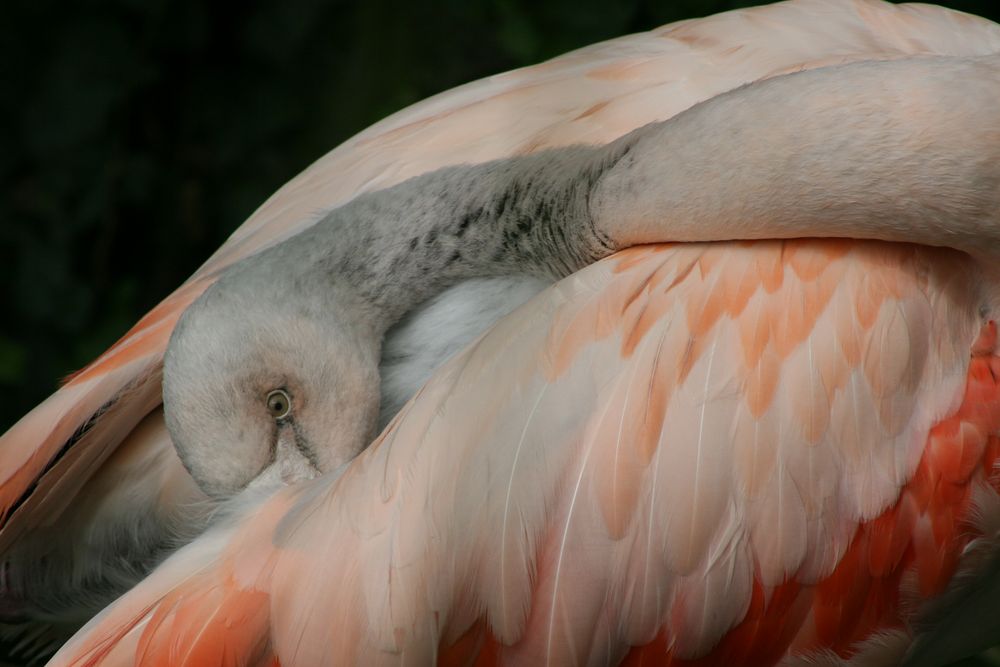 Flamant rose