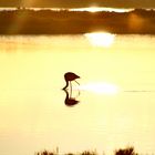 flamant rose