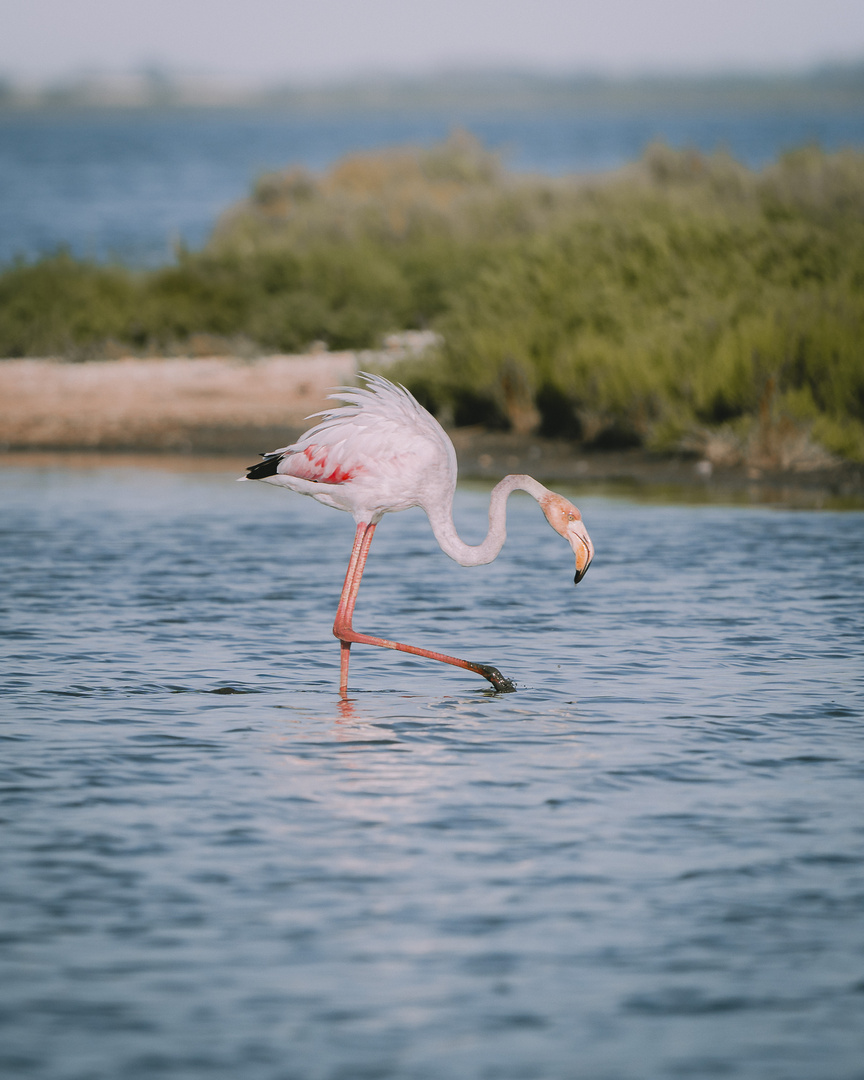 Flamant Rose 