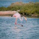 Flamant Rose 