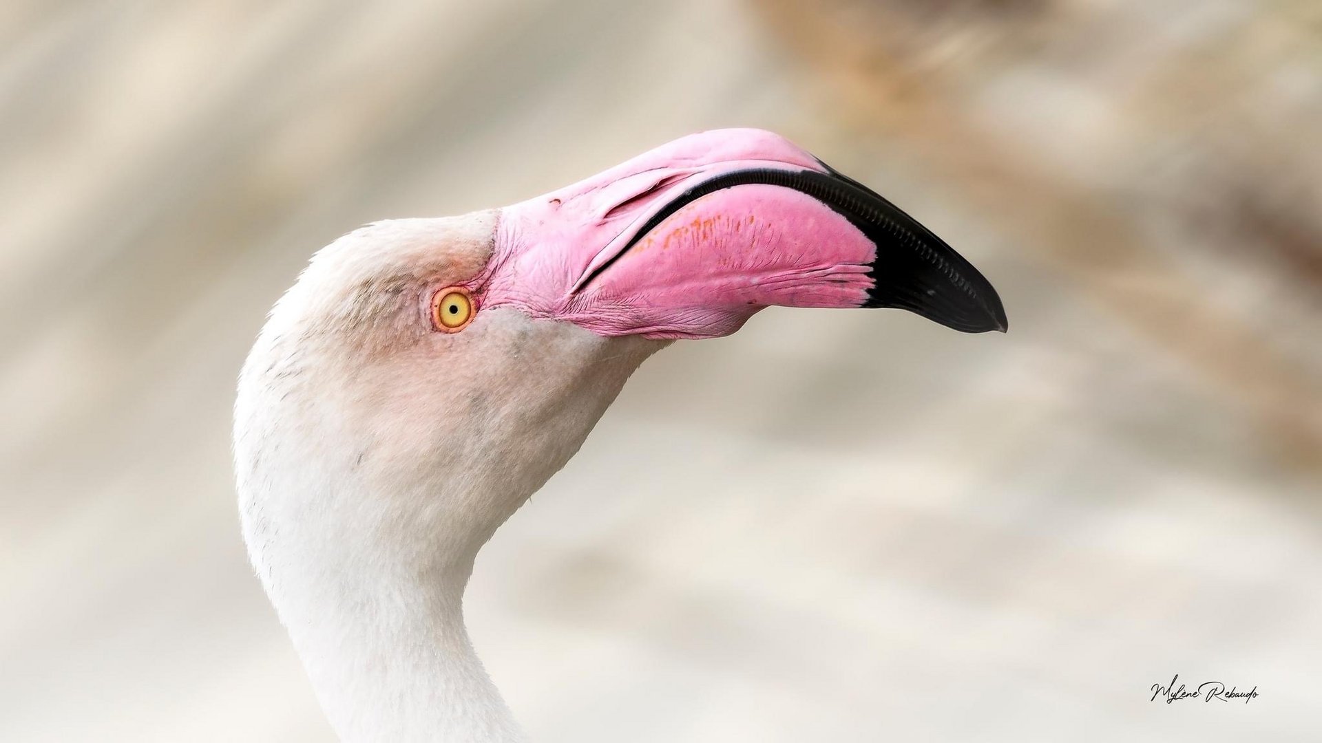 Flamant rose 