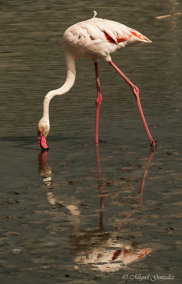 flamant rose