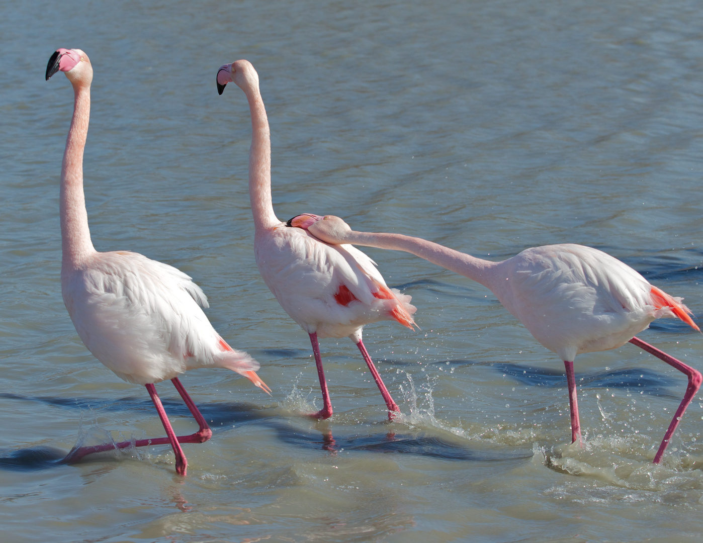 Flamant rose amoureux