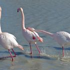 Flamant rose amoureux