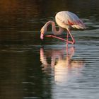 Flamant rose au miroir