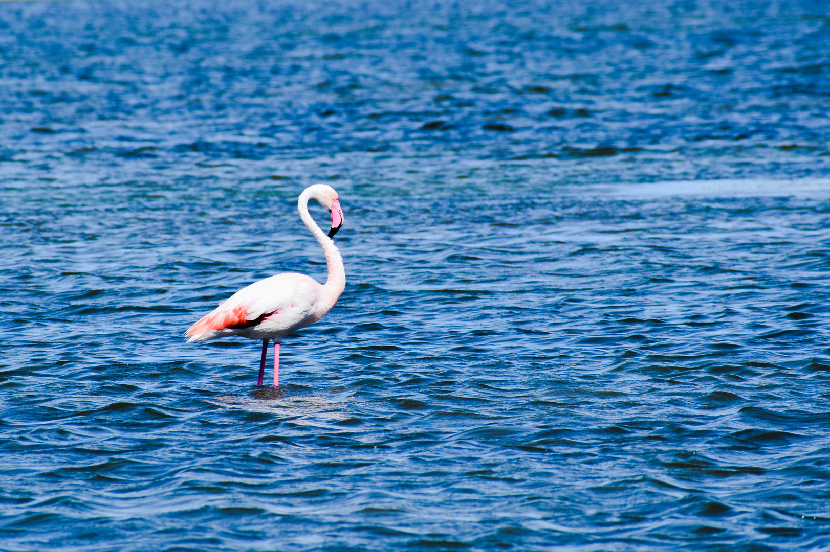 Flamant rose au Ponant