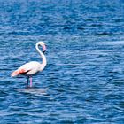 Flamant rose au Ponant