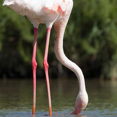 Flamant rose