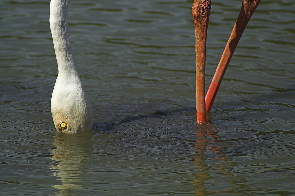 Flamant rose...