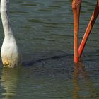 Flamant rose...