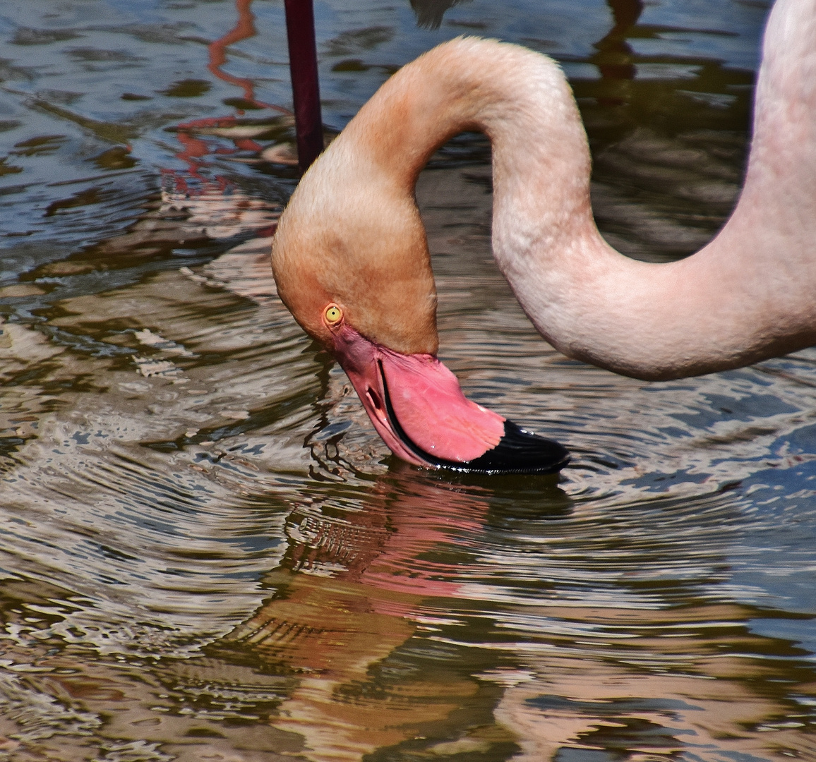 Flamant rose buvant...