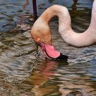 Flamant rose buvant...