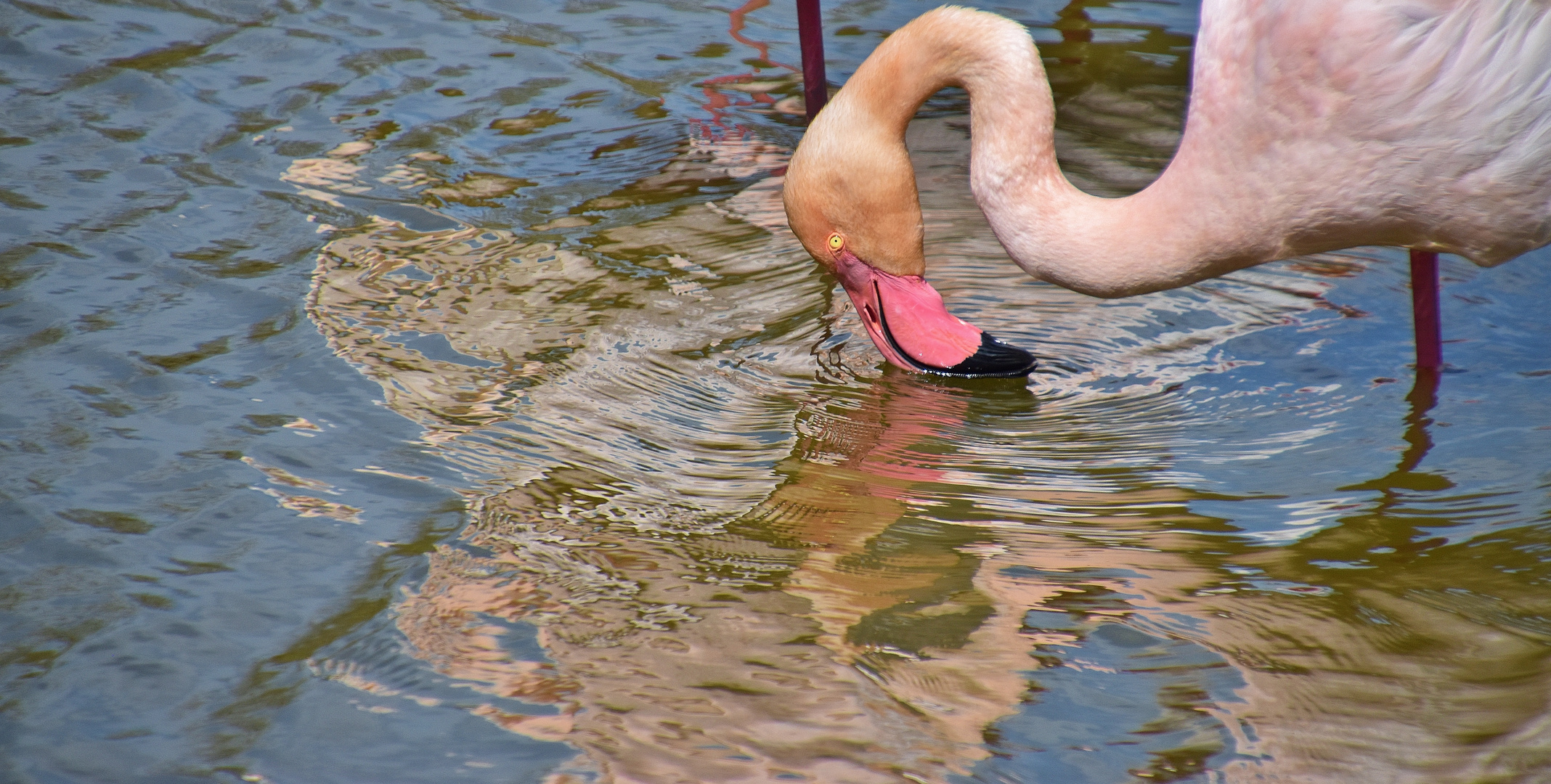 Flamant rose buvant...