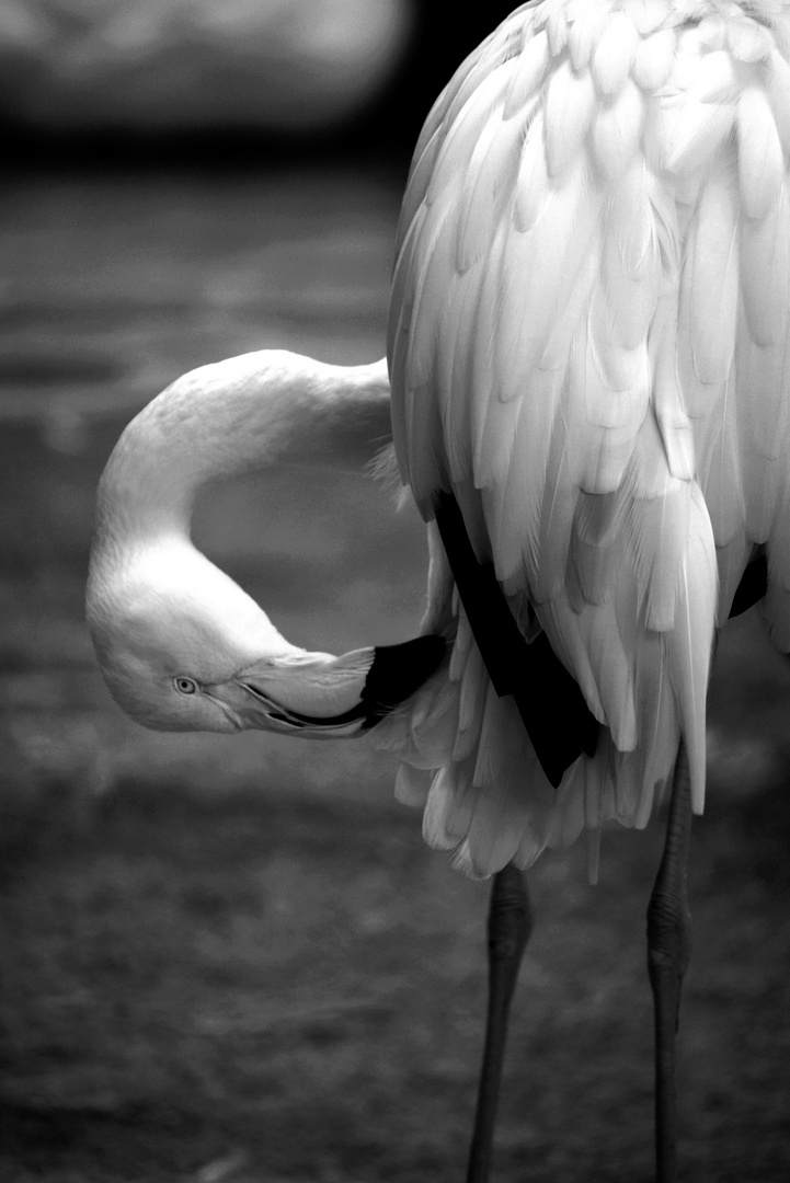 flamant rose