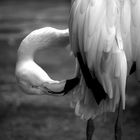 flamant rose