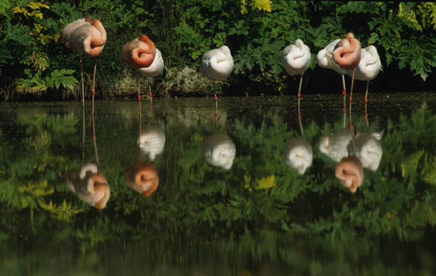 FLAMANT ROSE