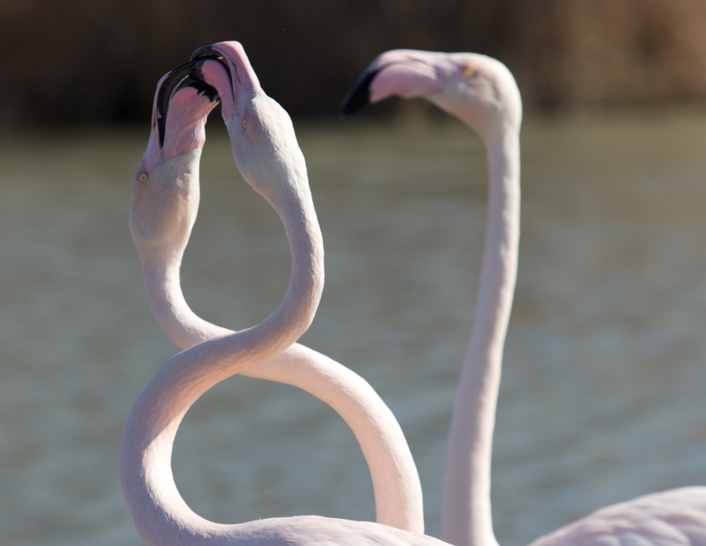 Flamant rose cou en huit