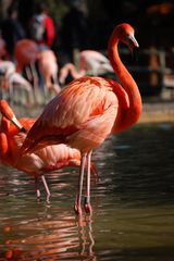 Flamant Rose