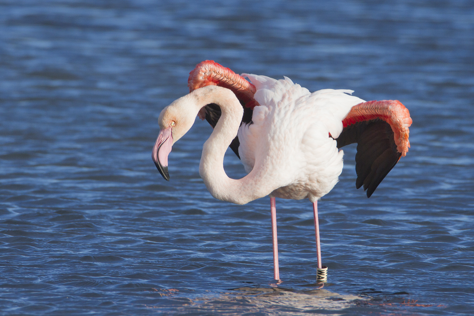 Flamant rose