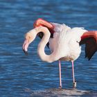 Flamant rose