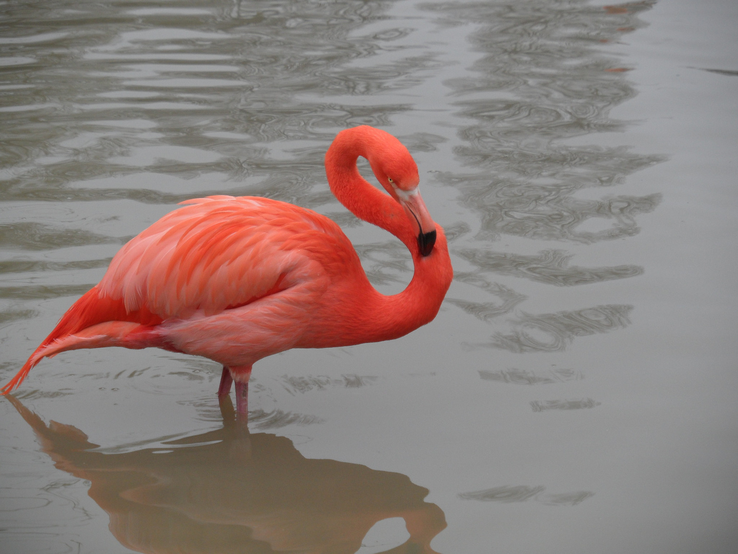 Flamant Rose