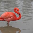 Flamant Rose