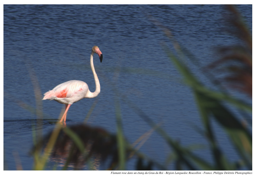 Flamant Rose dans un étang du Grau du Roi