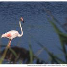 Flamant Rose dans un étang du Grau du Roi