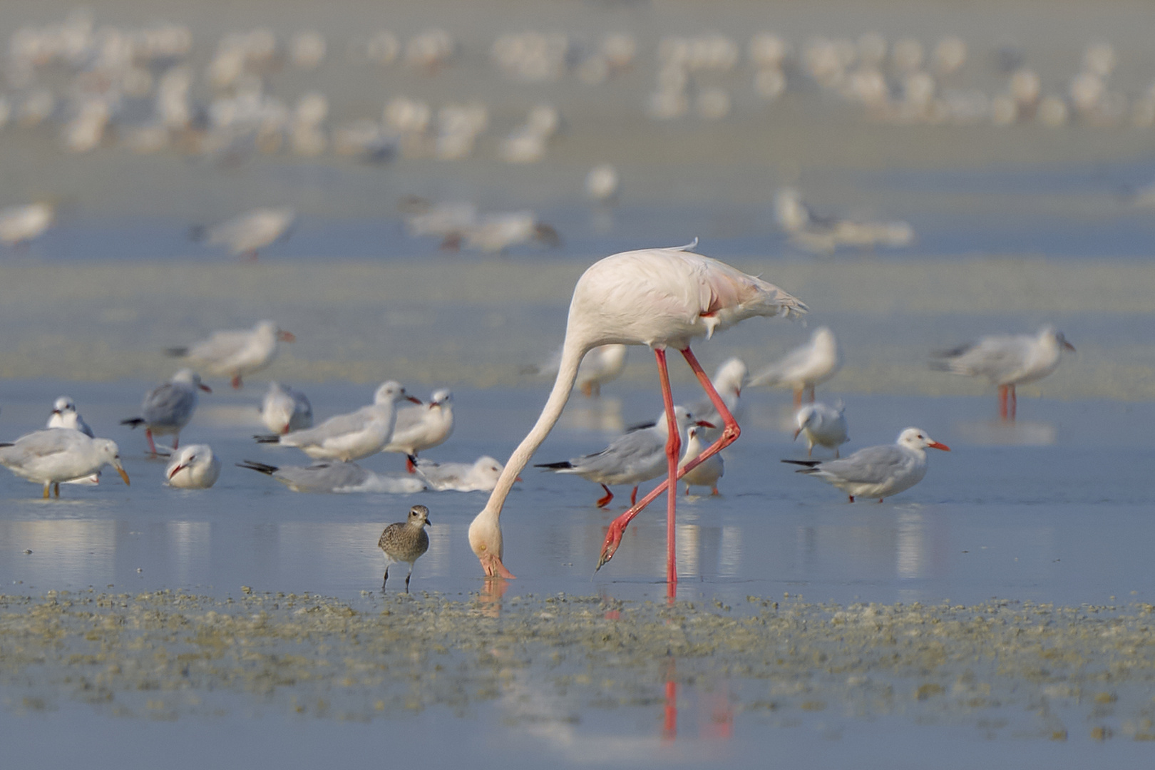 Flamant Rose 