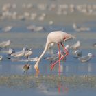 Flamant Rose 