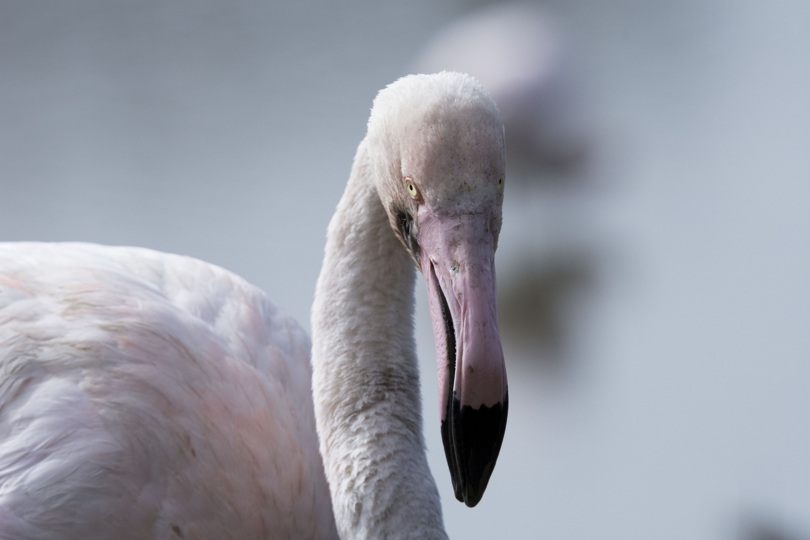 Flamant rose