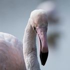 Flamant rose