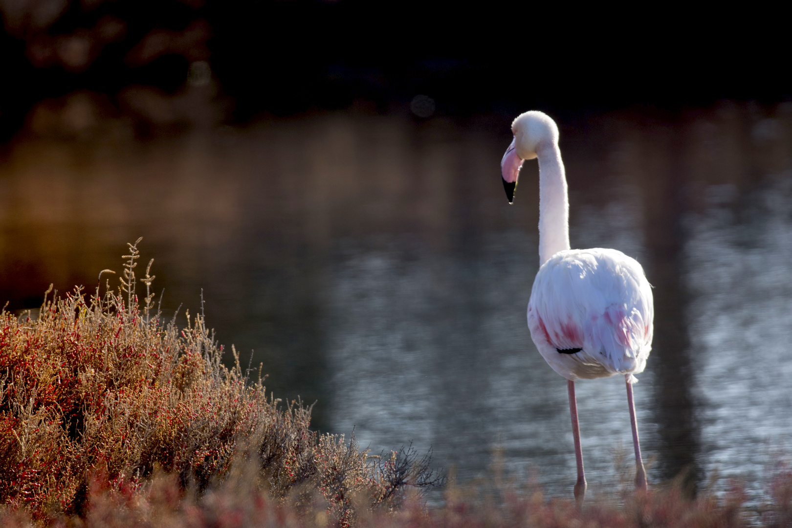 Flamant rose 