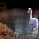 Flamant rose 