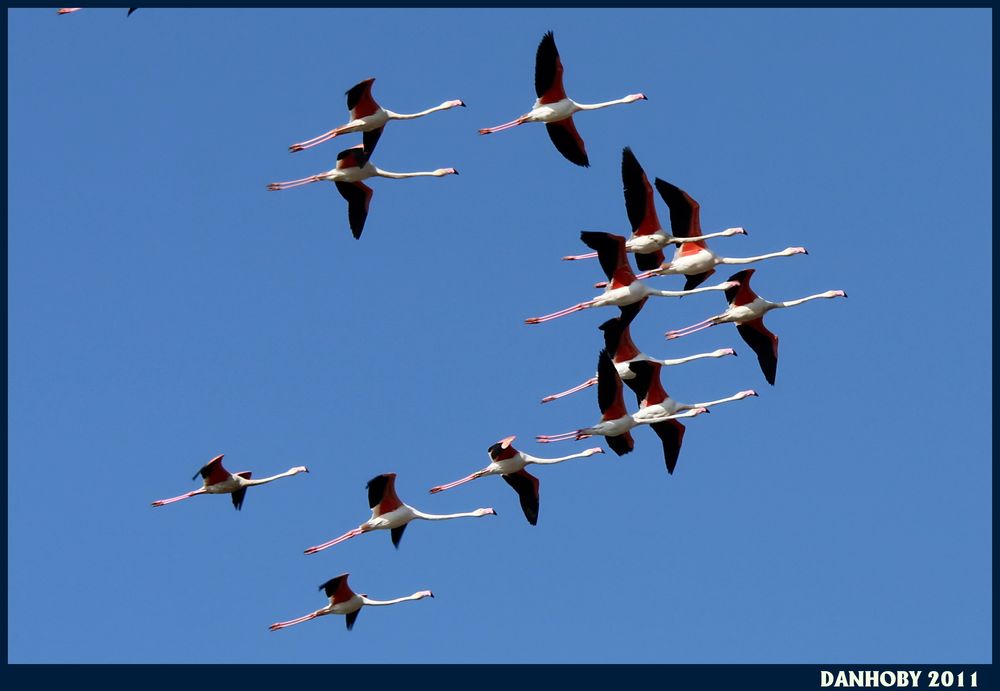 FLAMANT ROSE