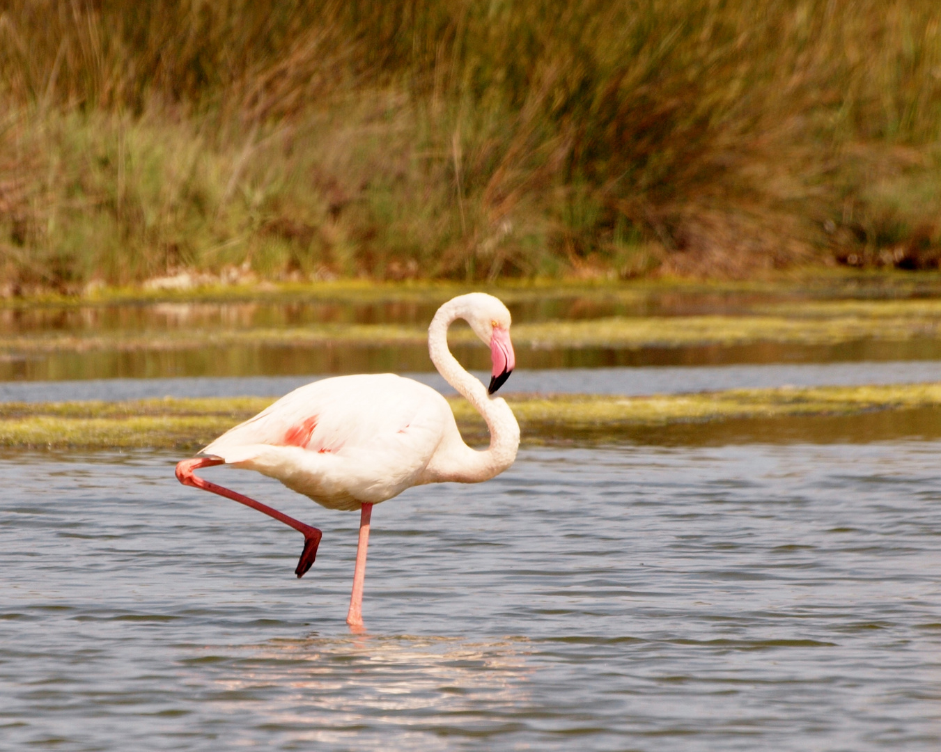 Flamant rose en Camargue